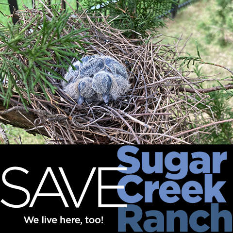 Mourning-Dove-Hatchlings